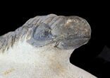 Crotalocephalina Trilobite - Foum Zguid, Morocco #38798-5